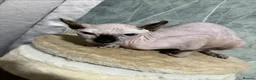 Sphynx cats for sale: SPHYNX FEMALE KITTEN  - Advert 4