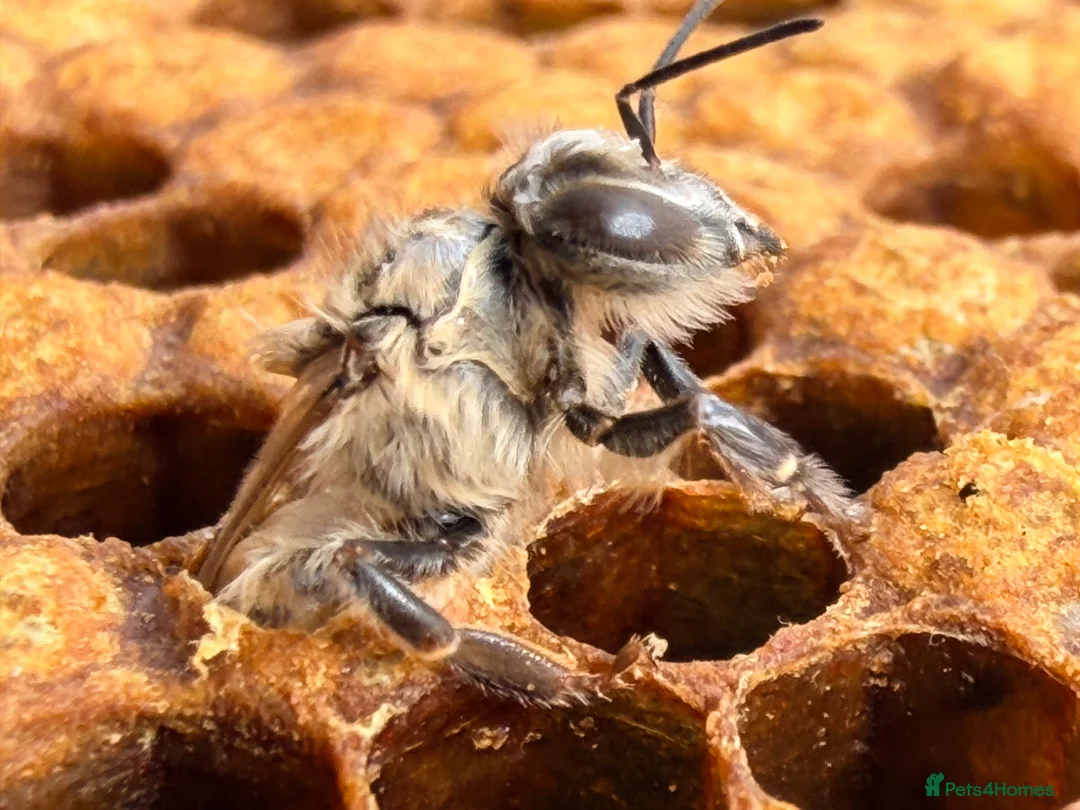 Mixed Breed invertebrates for sale: 6 Frame Overwintered National Nuc Spring 2027 - Advert 30