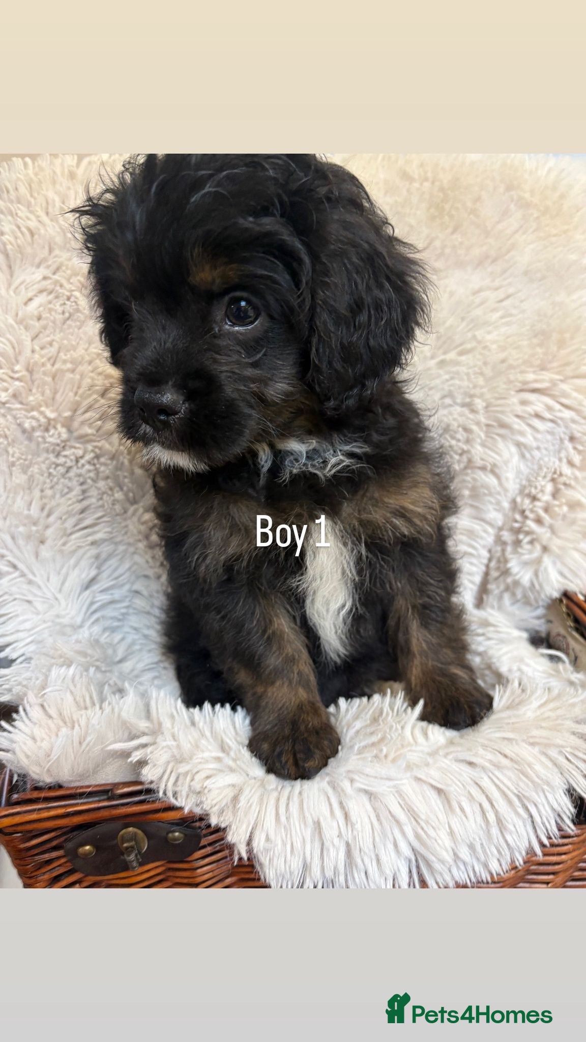 Mixed Breed dogs for sale: LAST 3 PUPS! Fluffy frenchies cross ready to leave - Advert 2