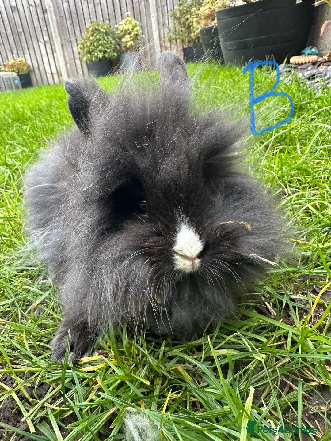 Lionhead rabbits for sale: Lionhead Rabbits For Sale  - Advert 4