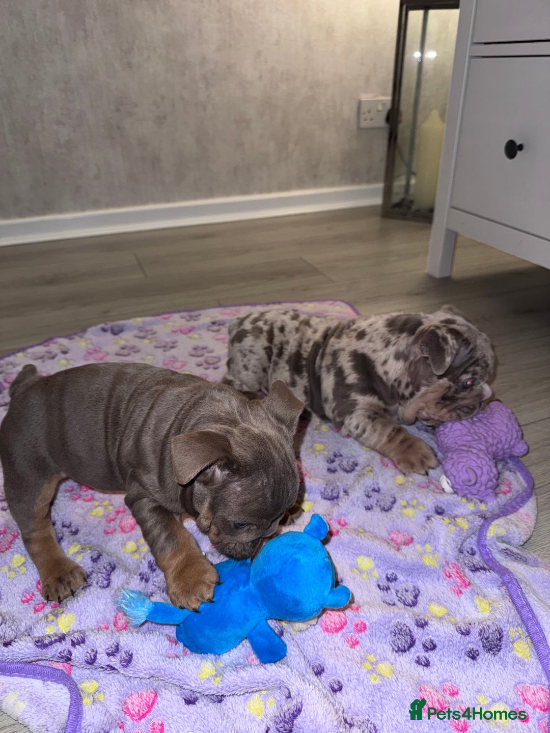 English Bulldog dogs for sale: Last little lady, English Bulldog  - Advert 15