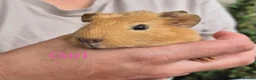 Guinea Pig rodents for sale: Guinea pigs  - Advert 14