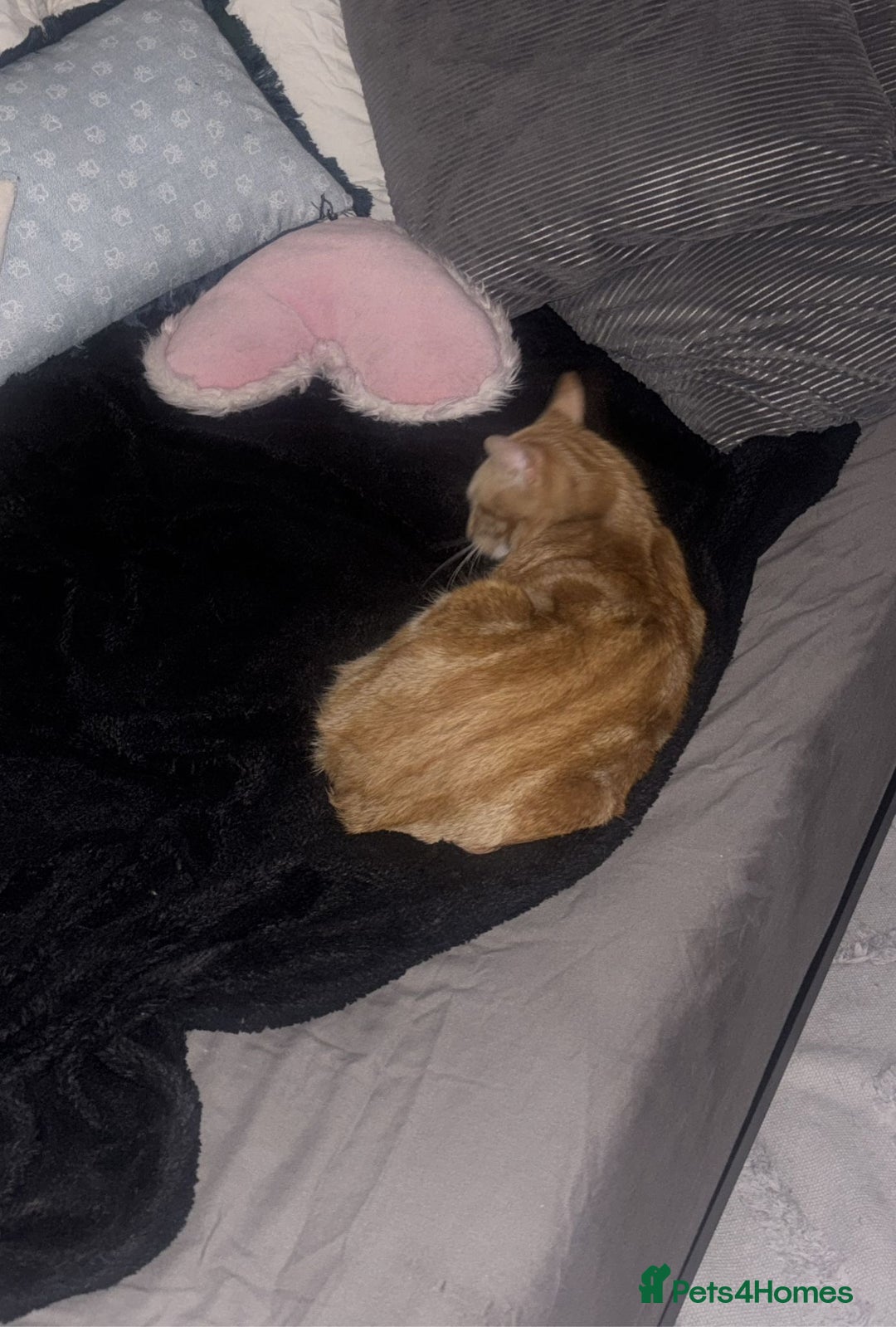 Mixed Breed cats for sale: Beautiful ginger boy looking for a new home - Advert 2