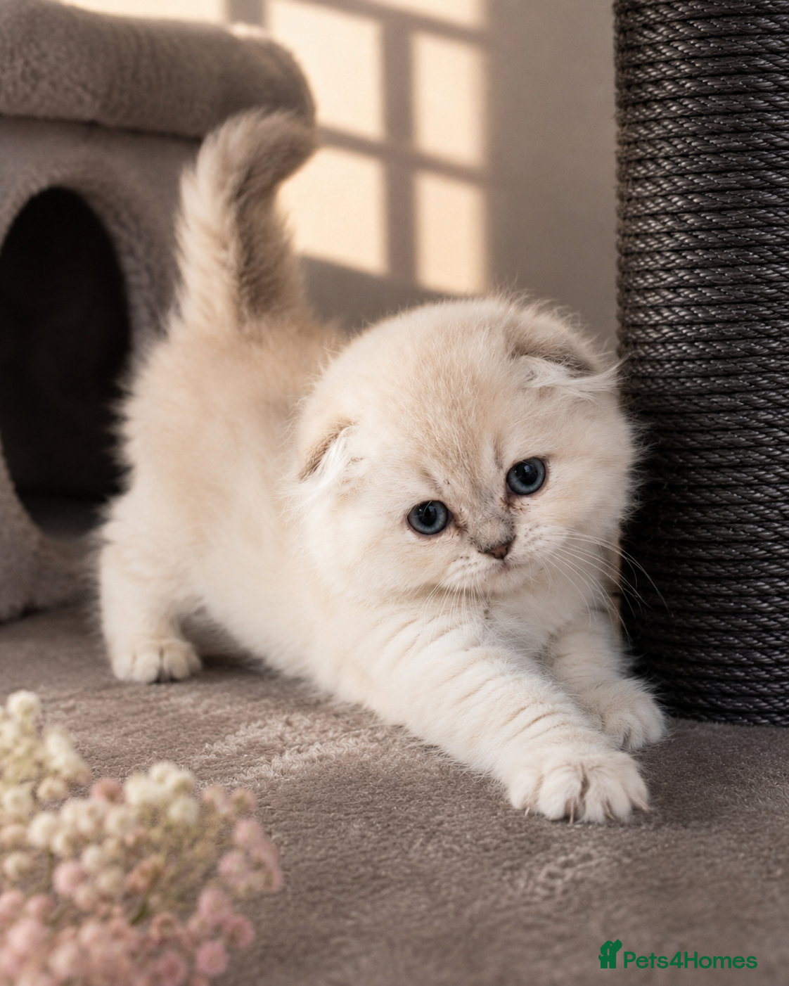 Scottish Fold cats for sale: 💓 LAST KITTEN 🐾 TICA reg - Advert 6