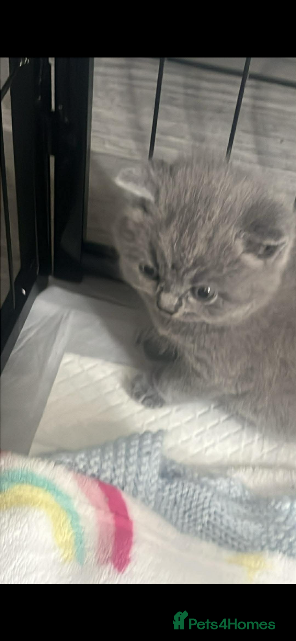 British Shorthair cats Beautiful British shorthair kittens  - Advert 15