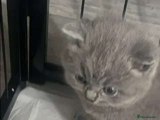 British Shorthair cats Beautiful British shorthair kittens - Advert 15