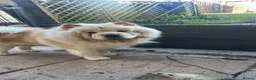 Chow Chow dogs for sale: Male chow chow  in Birmingham - Advert 8