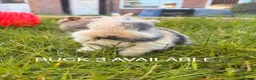 Mini Lop rabbits for sale: Mini lop baby bunnies in Wirral - Advert 10