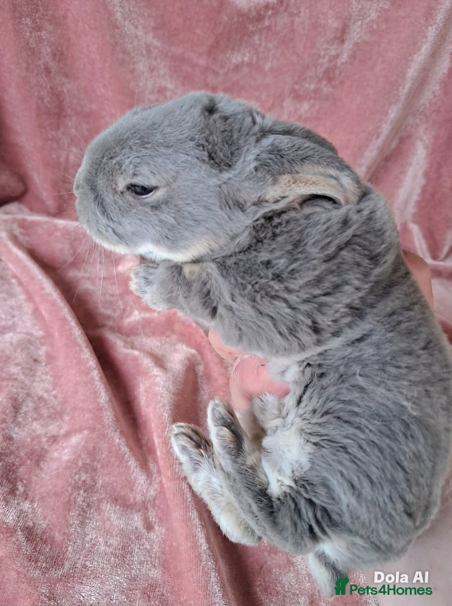 Rex rabbits Mini rex kit and plush lop/kit and adults - Advert 4