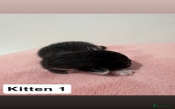 Mixed Breed cats for sale: 3 beautiful cross Maine coon kittens  - Image 2