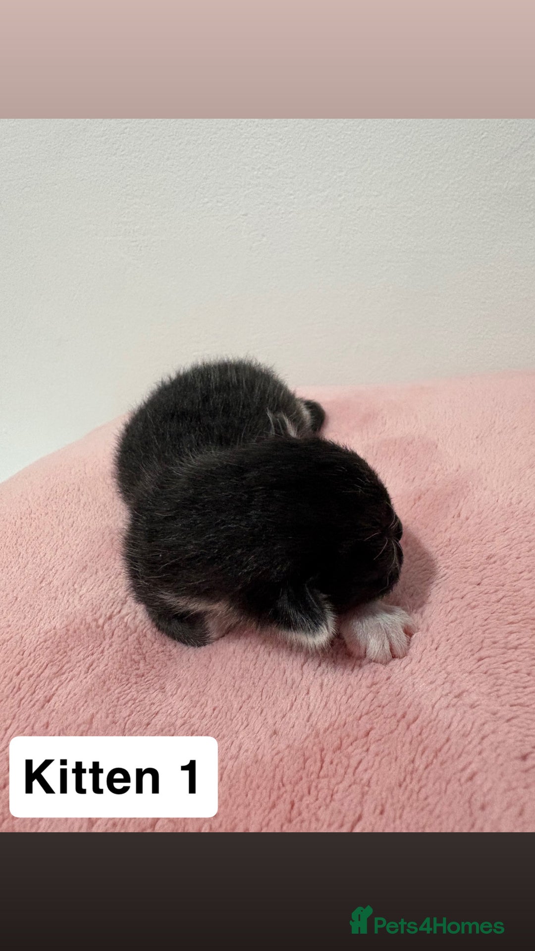 Mixed Breed cats for sale: 3 beautiful cross Maine coon kittens  - Image 2