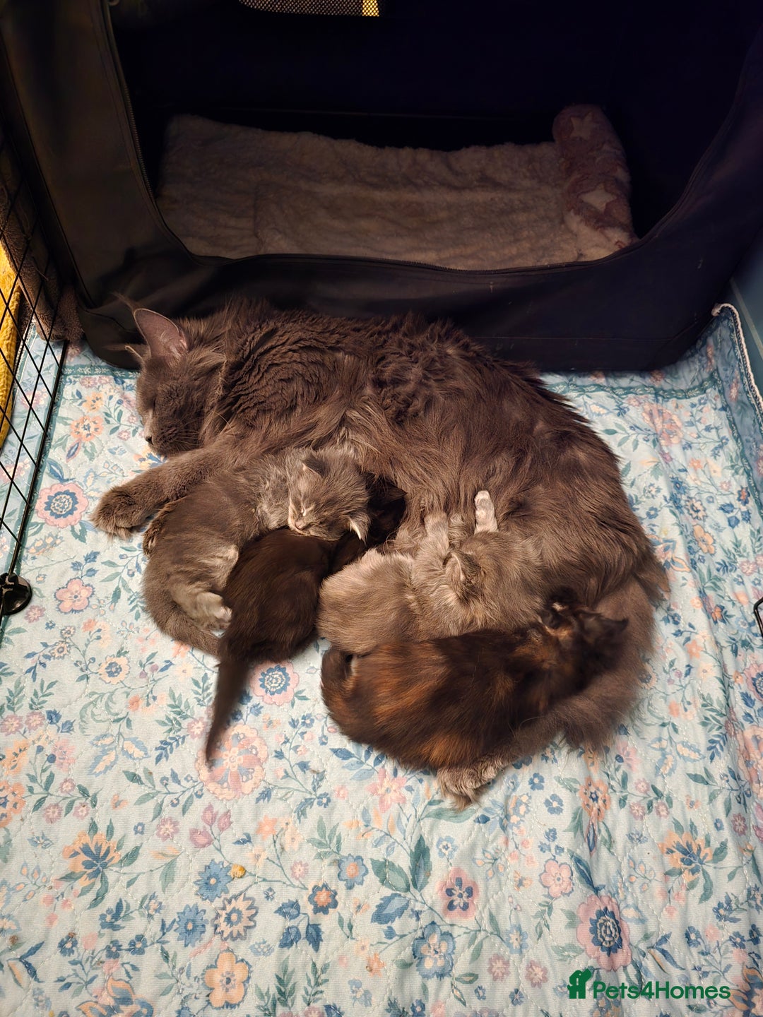 Maine Coon cats for sale: Amazing Large Purebred Maine Coon Kittens - Advert 22