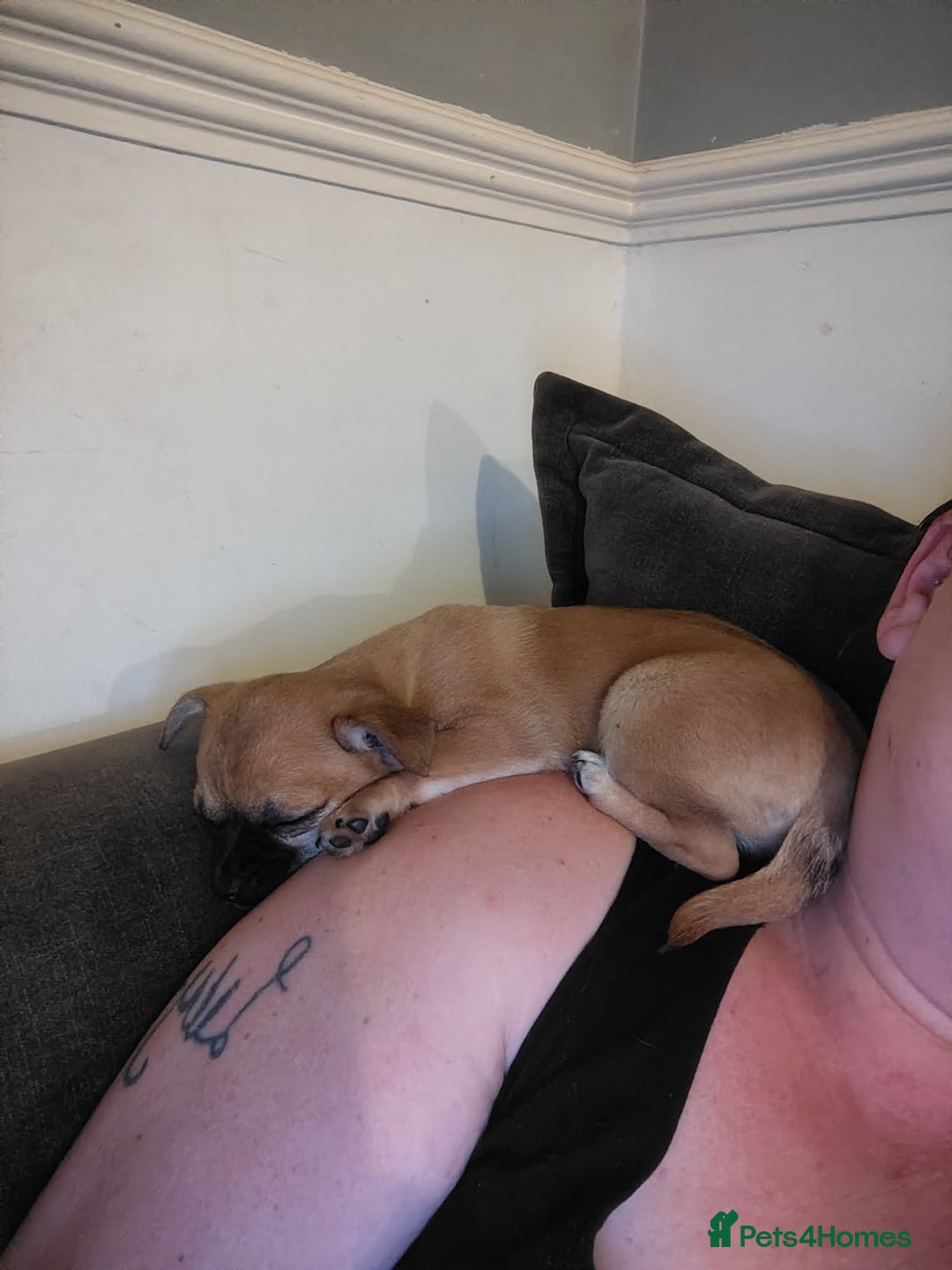 Pomchi dogs for sale: Pomchi girl phoebe  - Advert 10