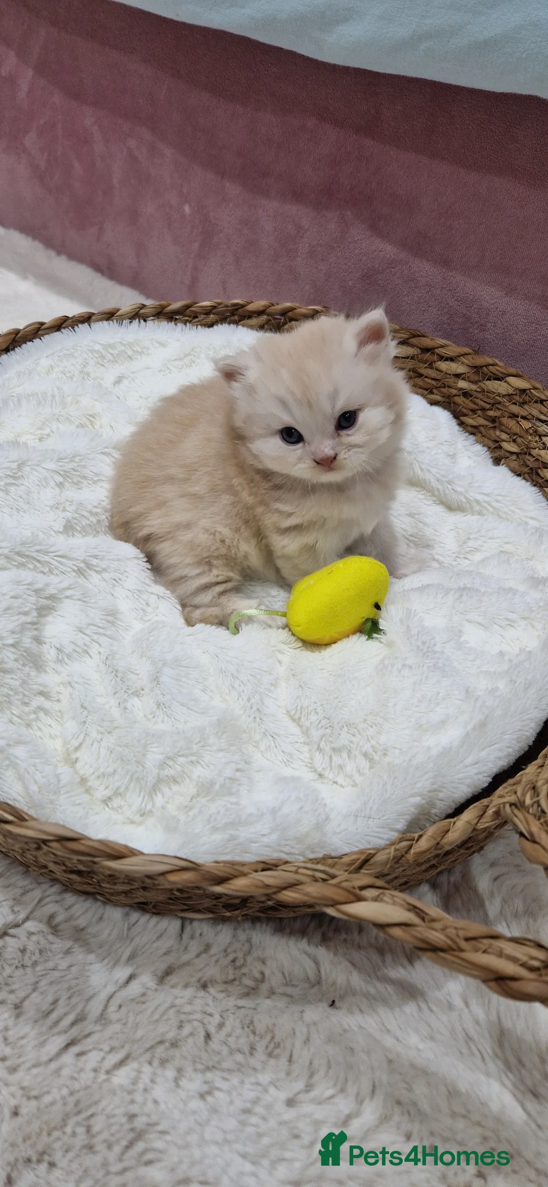 Persian cats for sale: Ready for new home Persian kittens - Advert 23