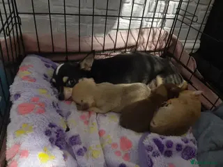 Chihuahua dogs Tiny Chihuahua puppy for sale - Advert 1