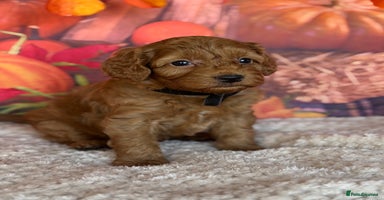 Cockapoo dogs - Advert 5