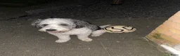 Cockapoo dogs for sale: Loving Home Wanted for Monty – 20 Month Cockapoo - Advert 11