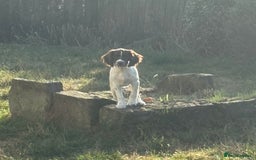 English Springer Spaniel dogs for sale: Liver and white English springer spaniel  - Image 8