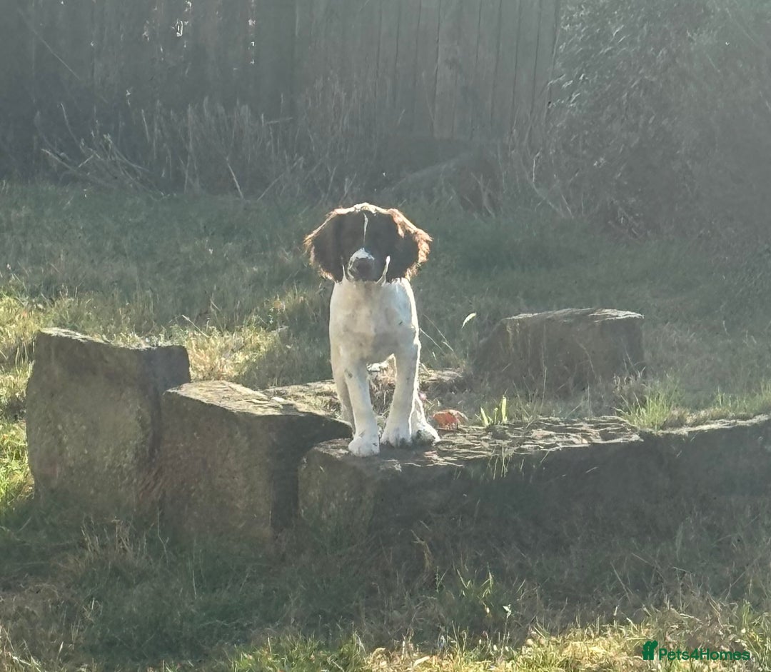 English Springer Spaniel dogs for sale: Liver and white English springer spaniel  - Image 8