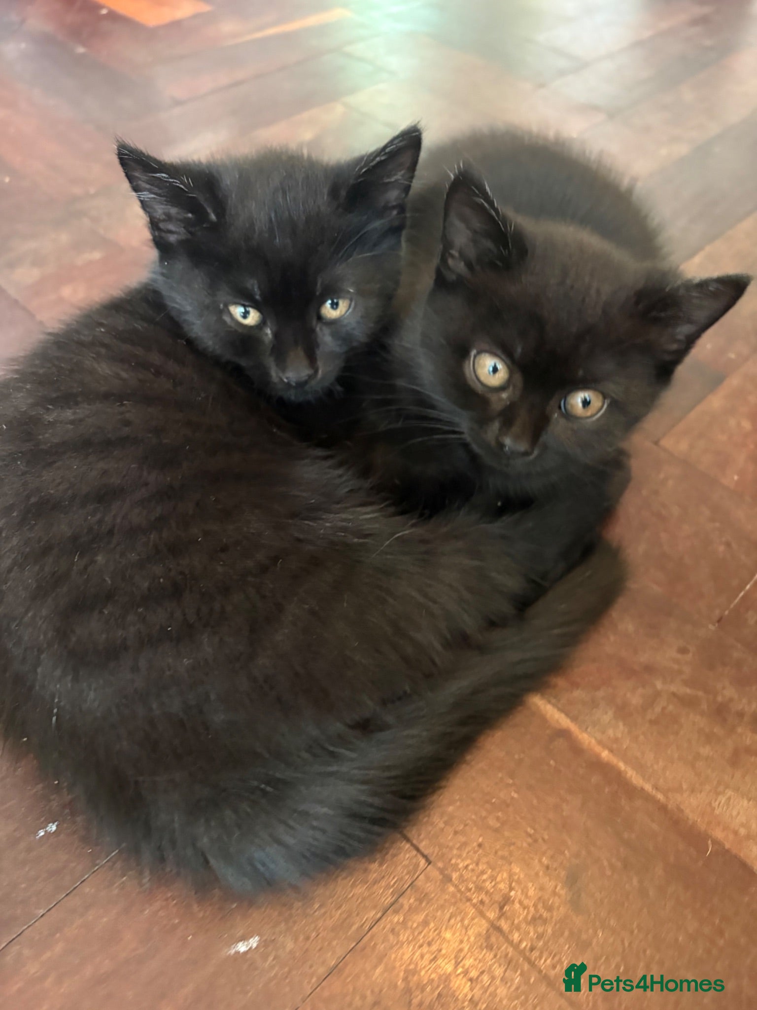 Ragdoll cats Ready to go home, Vet-checked black ragdoll mix - Advert 1