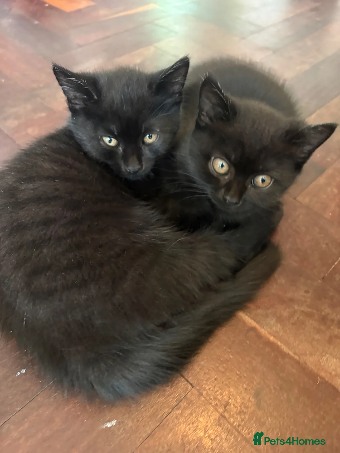 Mixed Breed cats for sale: Ready to go home, Vet-checked black ragdoll mix - Advert 1