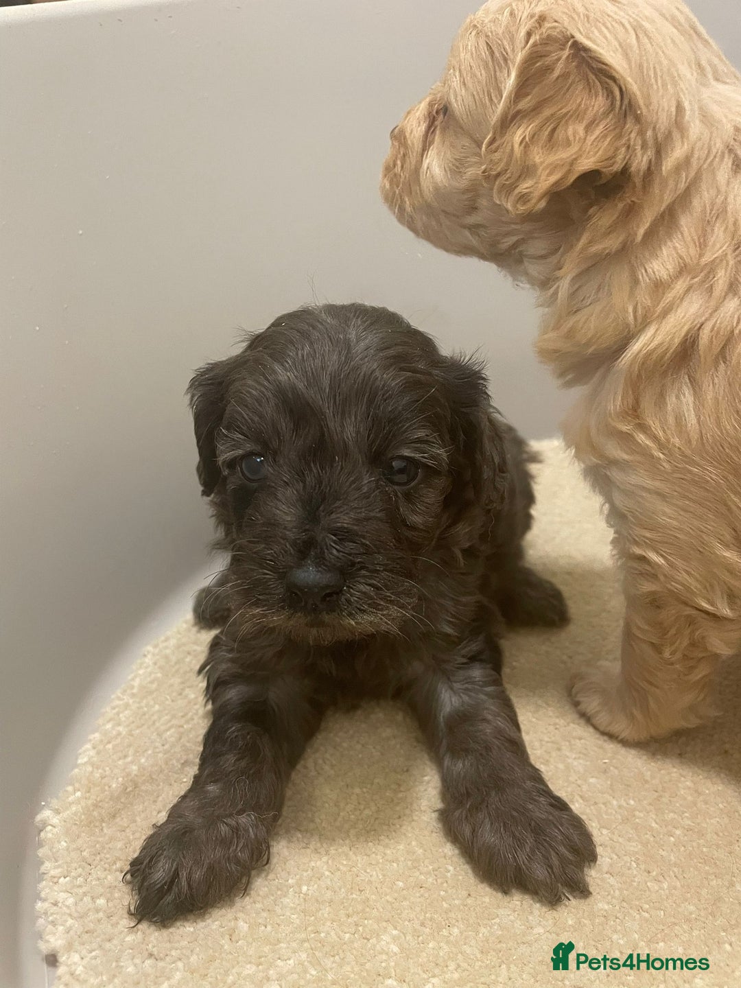 Cockapoo dogs for sale: F1 cockapoo p,a,r tested clear - Advert 15