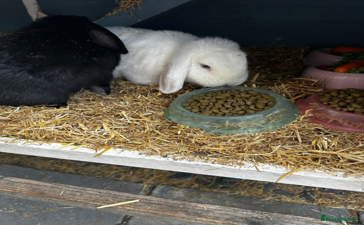 Dwarf Lop rabbits - Advert 1