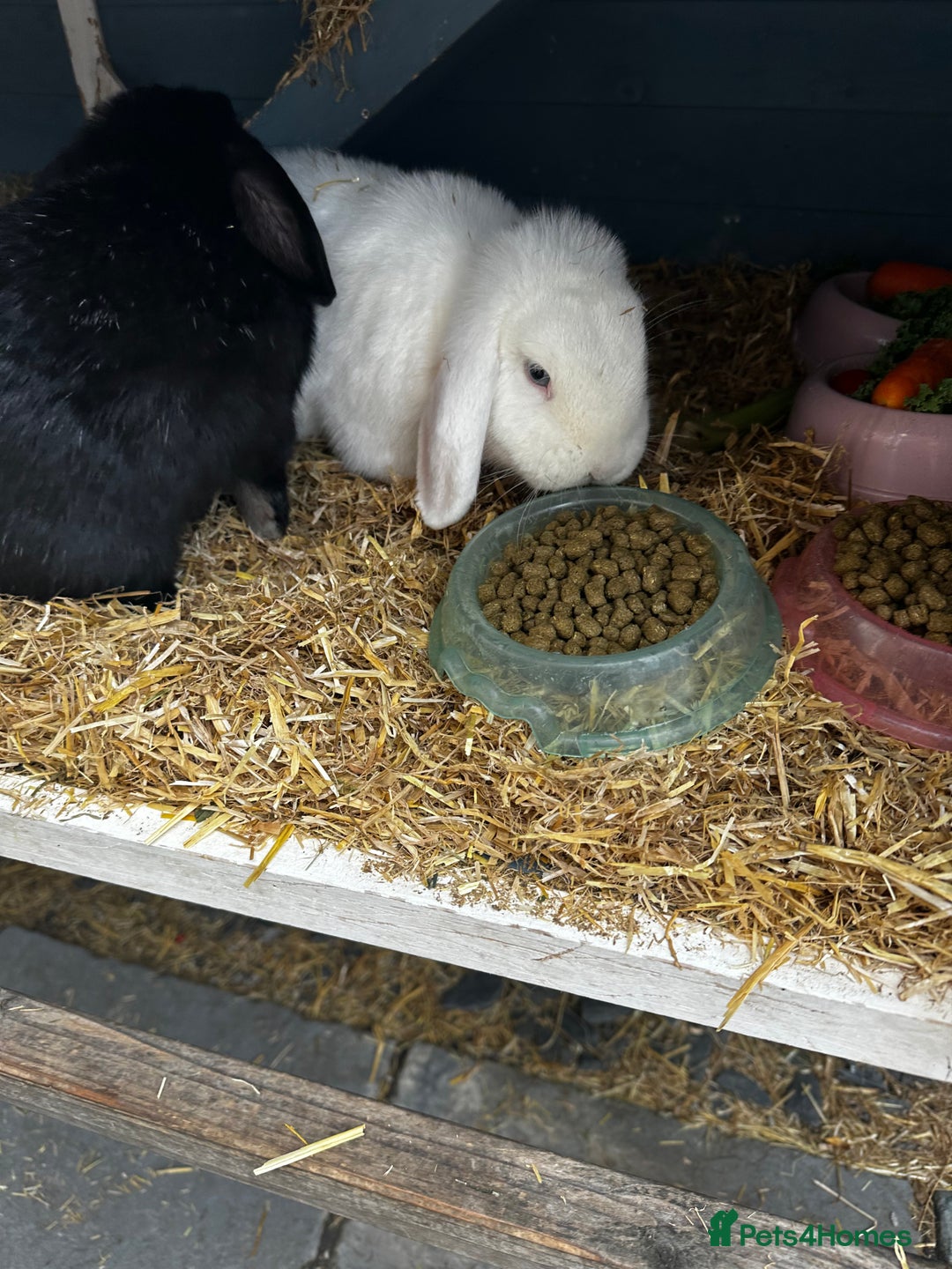 Dwarf Lop rabbits for sale: 2 Lop Rabbits  - Image 1