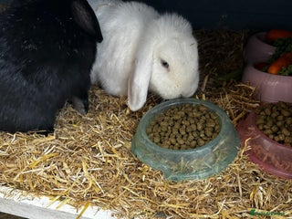 Dwarf Lop rabbits - Advert 6