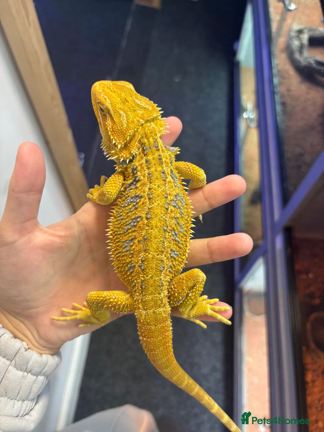 Bearded Dragon reptiles for sale: Bearded dragon  - Advert 1