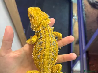Bearded Dragon reptiles Bearded dragon - Advert 5