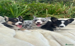 Welsh Corgi Cardigan dogs for sale: ⭐️Beautiful Cardiganshire Corgi Pups⭐️*1 LEFT* - Image 14