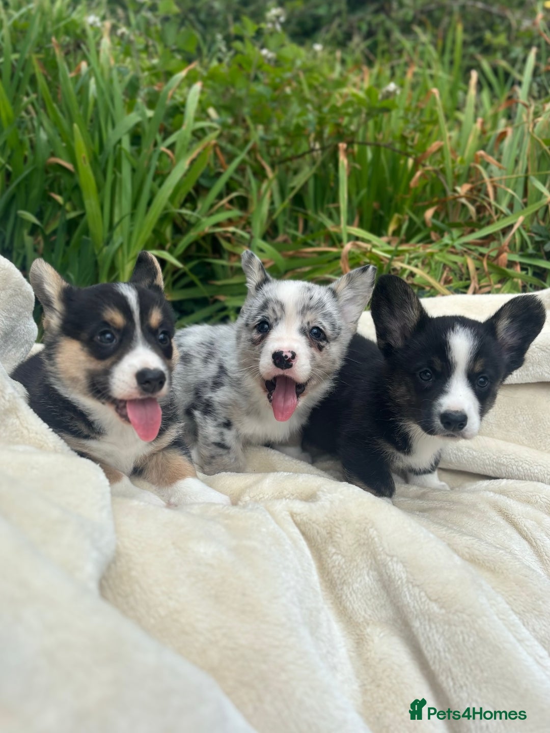 Welsh Corgi Cardigan dogs for sale: ⭐️Beautiful Cardiganshire Corgi Pups⭐️*1 LEFT* - Image 14