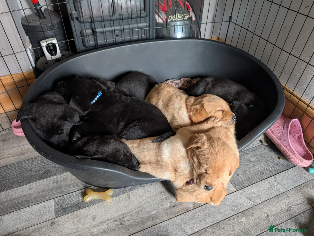 Mixed Breed dogs for sale: ❗ Only 4 left ❗- Chow Chow x Labrador pups  - Advert 2