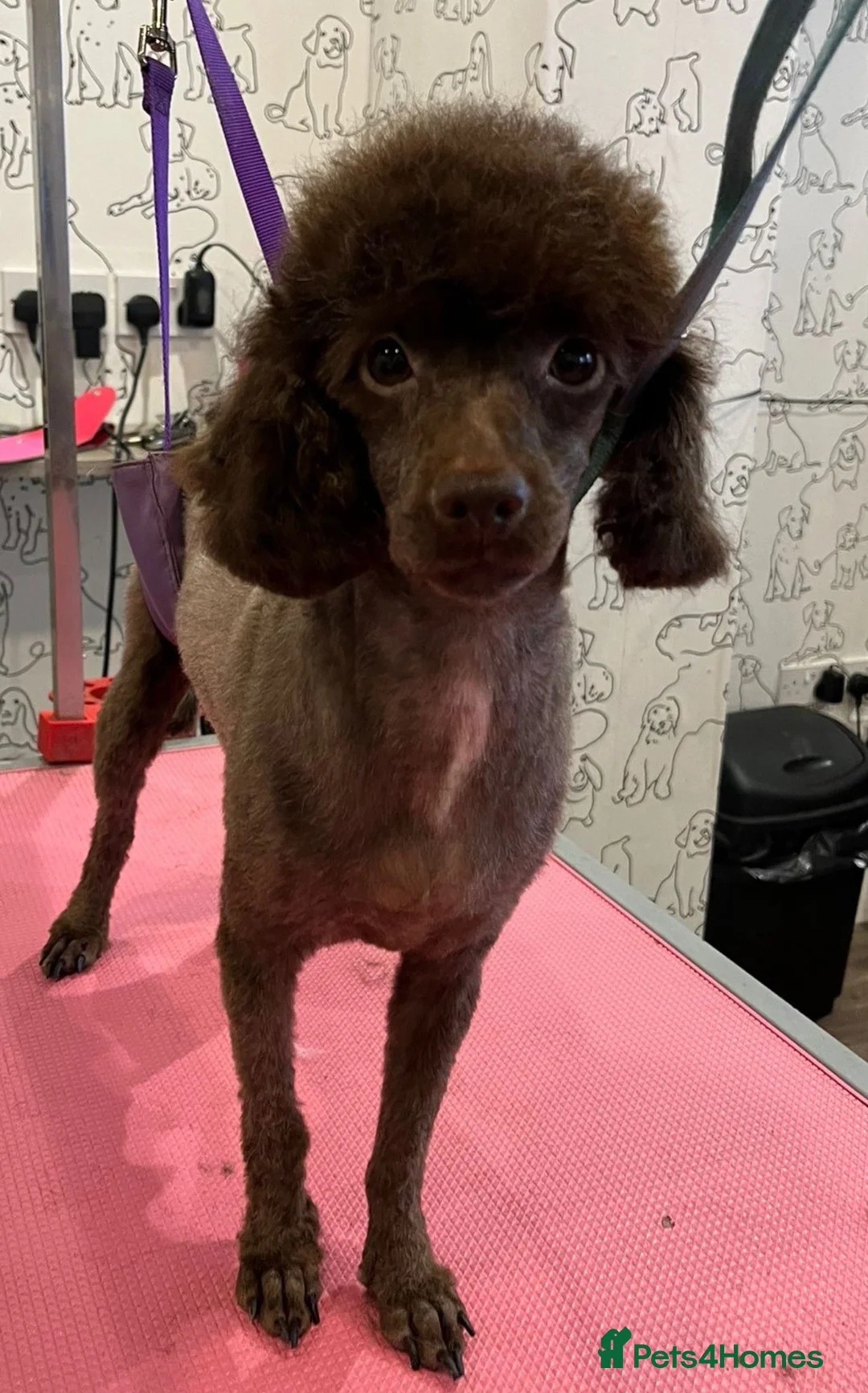 Miniature Poodle dogs for sale: Stunning Chocolate Miniature Poodles - Advert 29