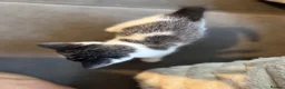 Mixed Breed cats for sale: 6 kittens ready for amazing homes!! - Advert 25