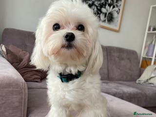 Maltese dogs Stud dog Available-Miniature Maltese £200 in Mitcham - Advert 12