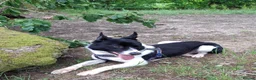 Border Collie dogs for sale: Kaptain Kipper – Loving 4-Year-Old Border Collie - Advert 8
