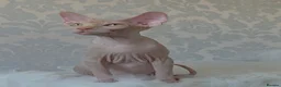 Sphynx cats for sale: 2 Stunning Sphynx Boys – Ready Now 💙 - Advert 20