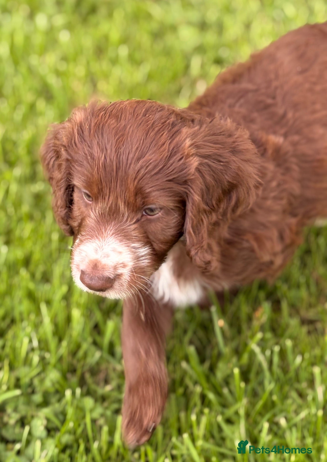 Mixed Breed dogs BEAUTIFUL COCKER X COLLIE PUPS - Advert 5