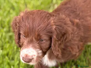 Mixed Breed dogs BEAUTIFUL COCKER X COLLIE PUPS - Advert 5