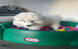 Samoyed dogs for sale: Beautiful Samoyed puppies  - Image 3