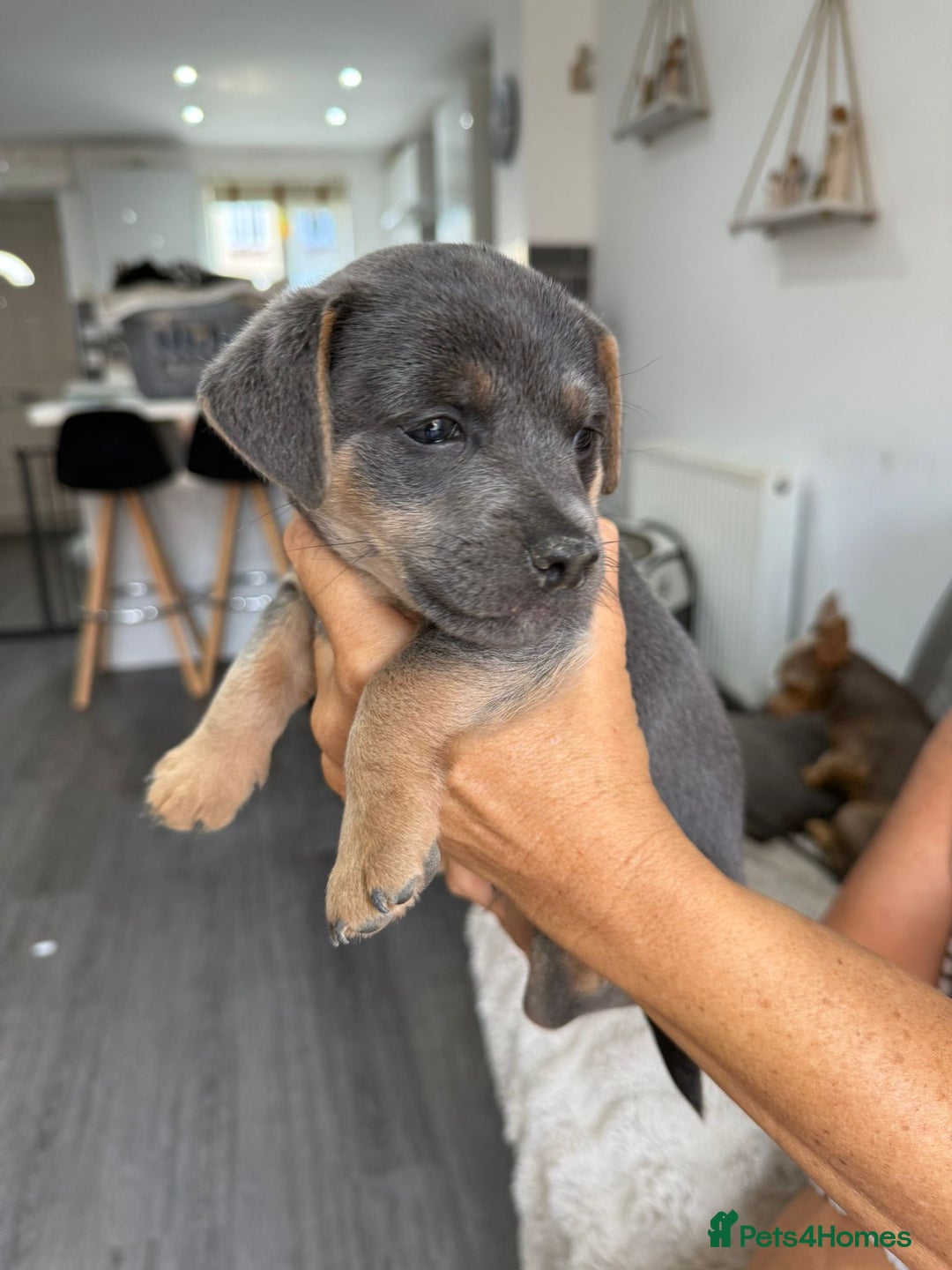 Jack Russell dogs for sale: Jack Russell Puppies 3 boys available - Image 10