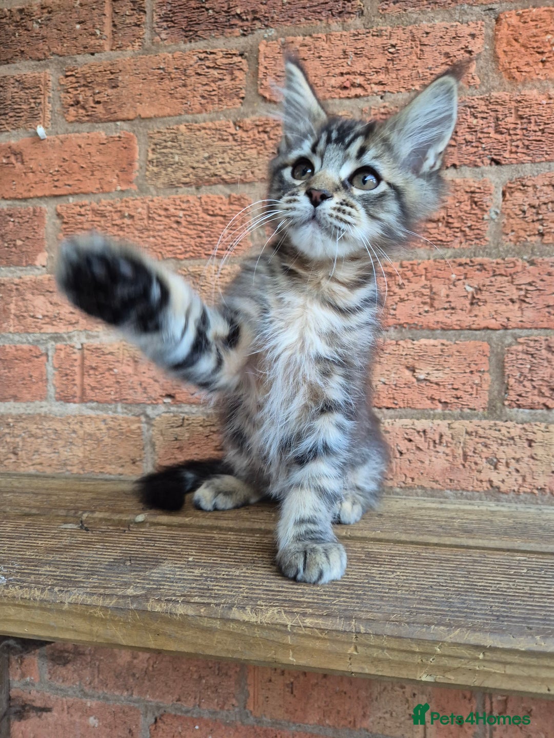 Maine Coon cats for sale: 2 Boys 3 girls Maine Coones kittens - Advert 2