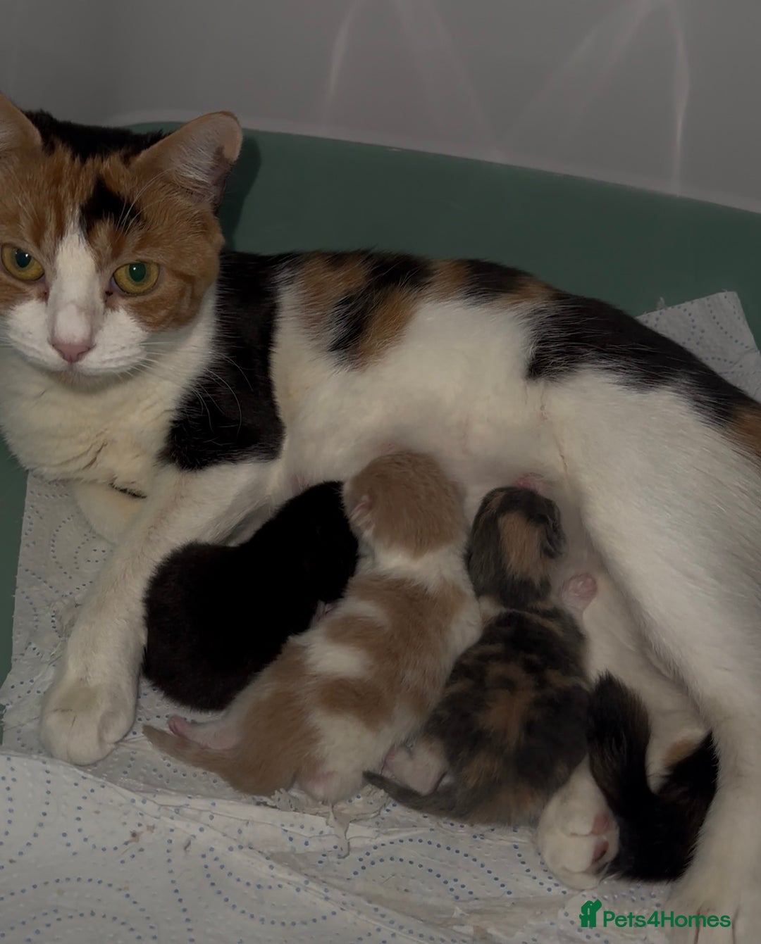 British Shorthair cats for sale: Looking for new home!!! - Advert 18