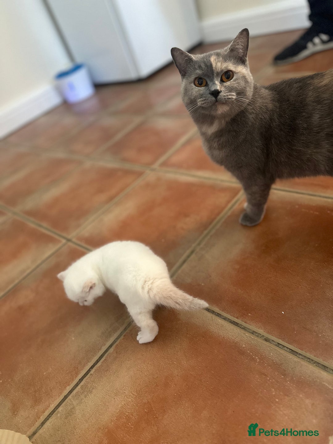 British Shorthair cats for sale: Female pure bred British short hair - Advert 11