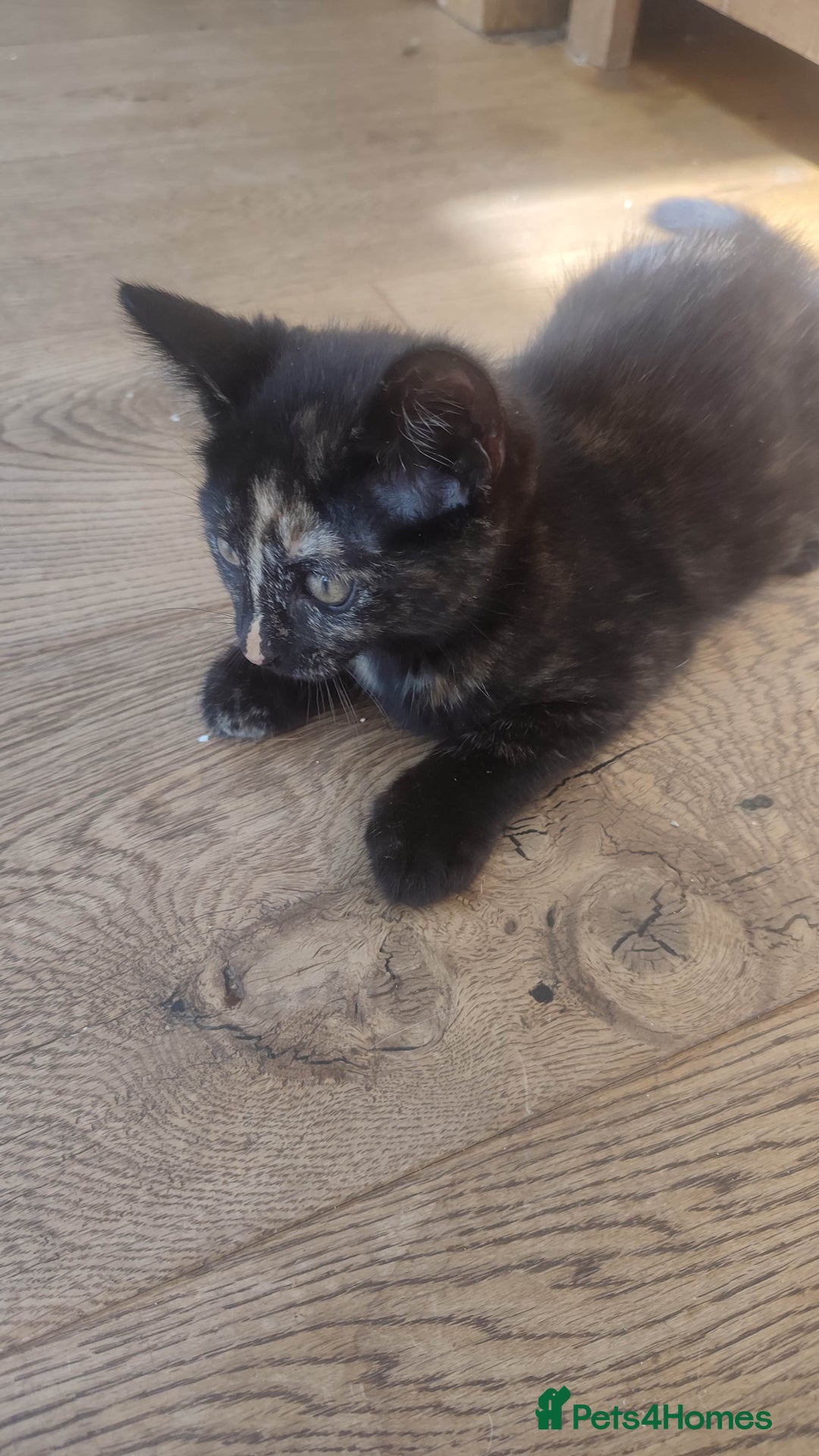 British Shorthair cats for sale: Adorable kittens  in Great Missenden - Image 25