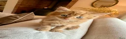 Mixed Breed cats for sale: Beautiful Ginger Kittens  - Advert 27