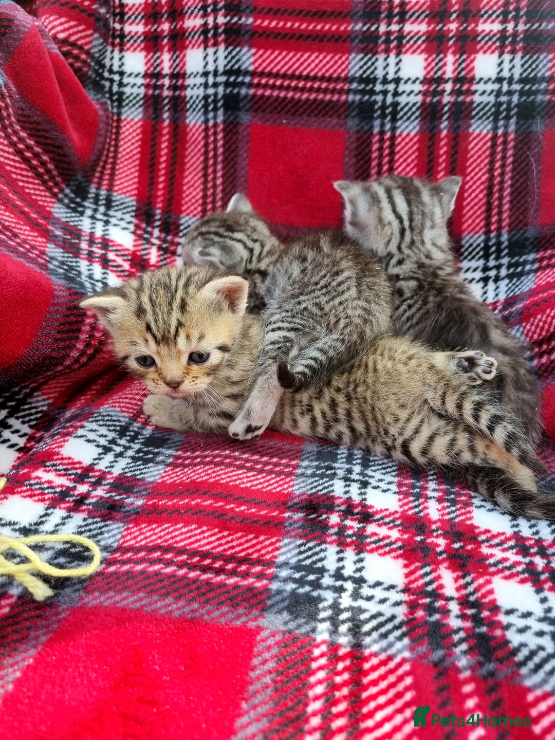 British Shorthair cats for sale: SILVER & GOLDEN SPOTTED BRITISH SHORTHAIR KITTENS  - Image 4