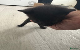 Mixed Breed cats for sale: 5 kittens for sale - Image 4